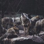 wolf pack on rock formation