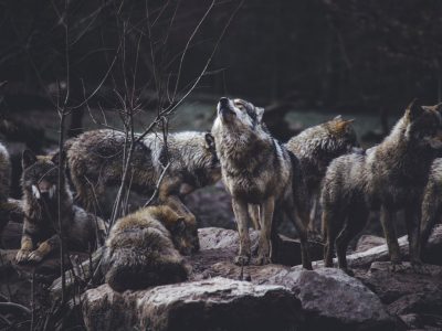 wolf pack on rock formation