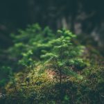 selective photography of green leaf plant