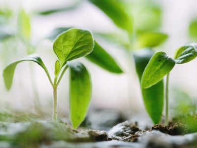green plants on soil
